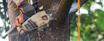 Best Hazardous Tree Removal  in Bowling Green, VA