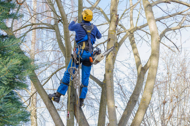 Best Storm Damage Tree Cleanup  in Bowling Green, VA