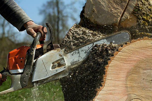 How Our Tree Care Process Works  in  Bowling Green, VA